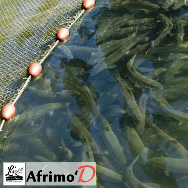Pisciculture:  Vente poisson d'eau douce